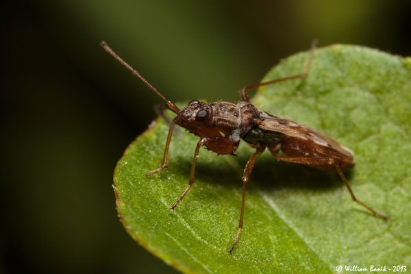 True Bug Bayou: It was a good day today. A nice variety but getting the ...