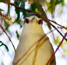 Eyeballs of a strange bird...LOL...