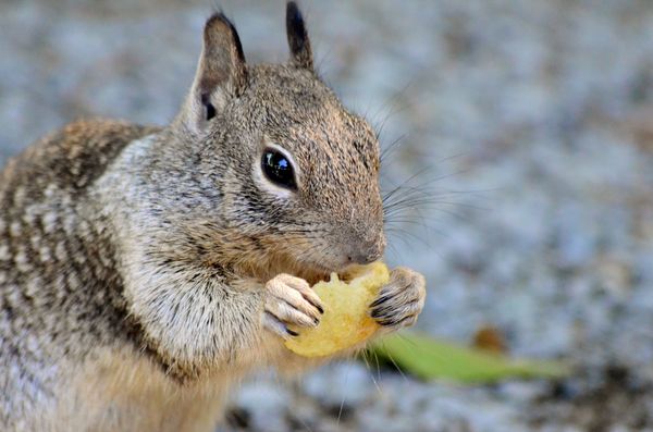 Ears on a chipmunk or squirrel?...