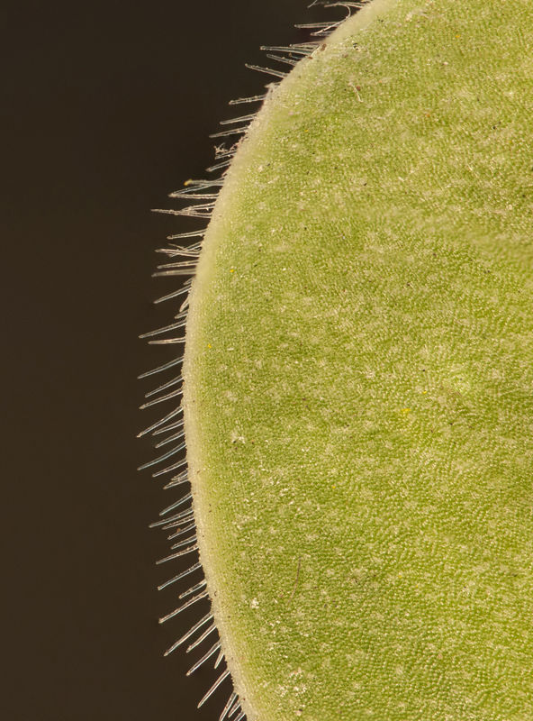 Shaving brush (Heamanthus albiflor) plant leaf...