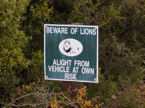Beware of Lions...