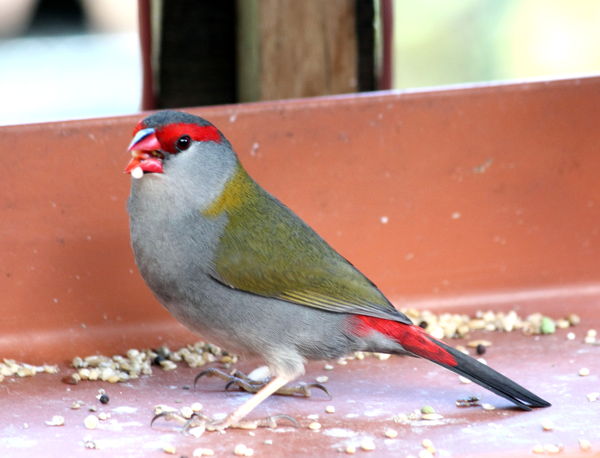 Red Browed Finch...