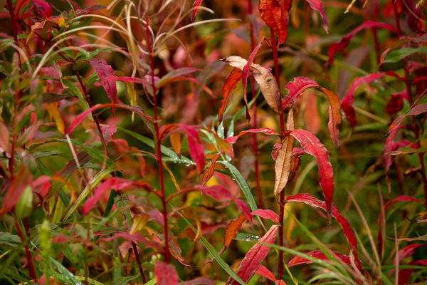 fireweed now dying in a blaze of RED...