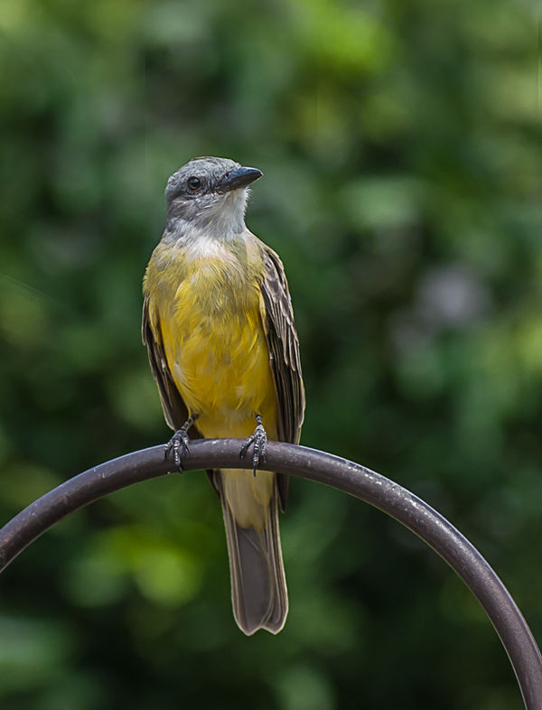 Which one Couch's/Tropical Kingbird,...
