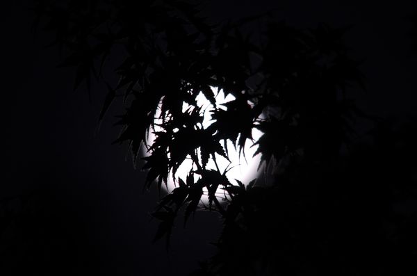 The moon masked by the tree....