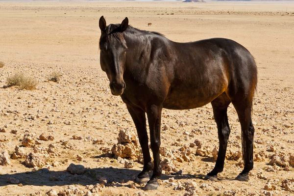 wild Namibian horse...