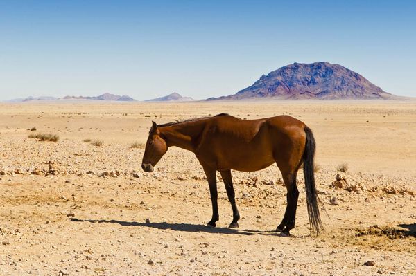 wild Namibian horse 2...