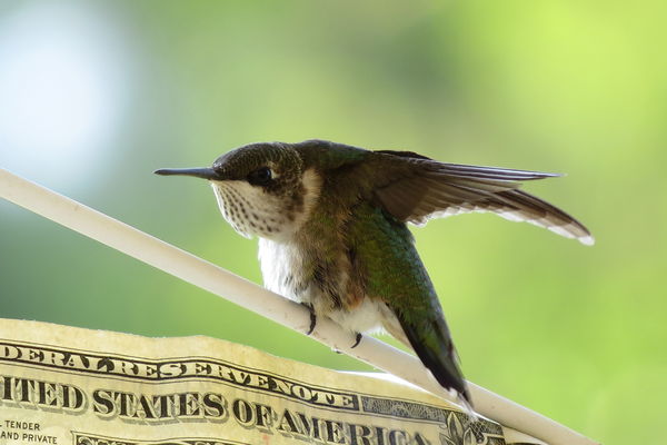 Hummingbird guarding feeder...