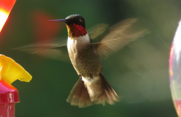 Male Hummingbird...