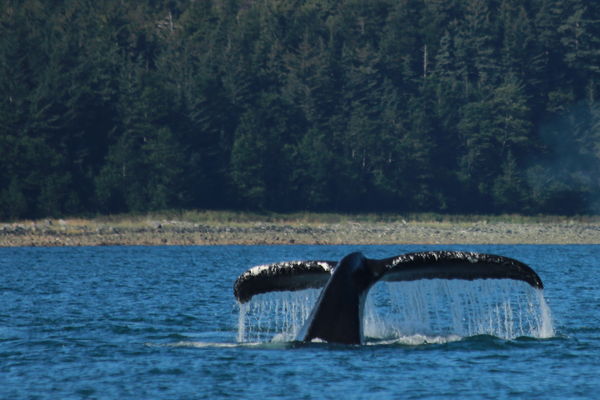 Whale Tail...