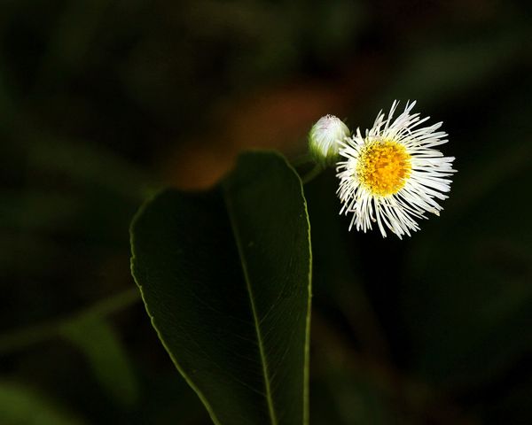 tiny-weed-flowers
