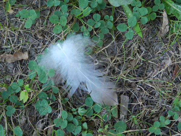 Duck feather...
