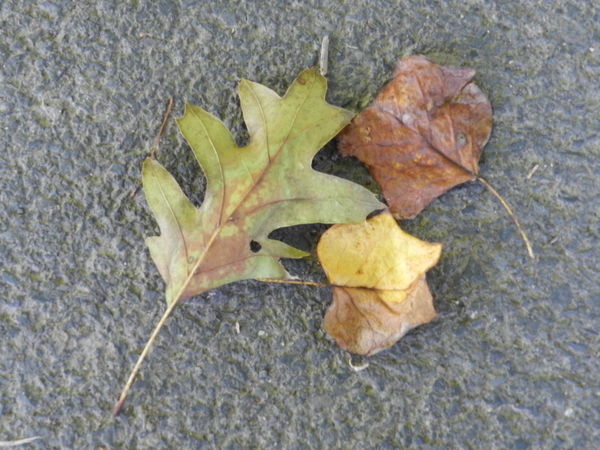 Signs of fall...