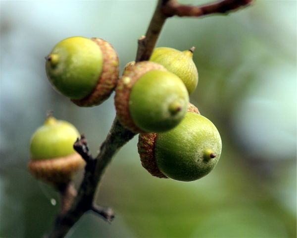acorns  growing on an oak tree branch...