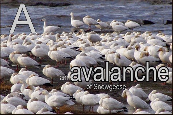 Fun with collective nouns, an avalanche of snowgee...