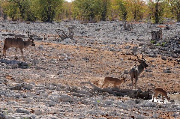 Antelope - Kudu and black faced impala...