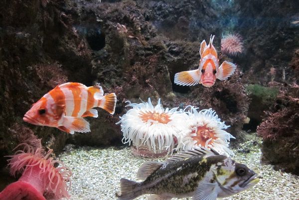 Aquarium in Chicago-thinking about Annette(Nemo)...