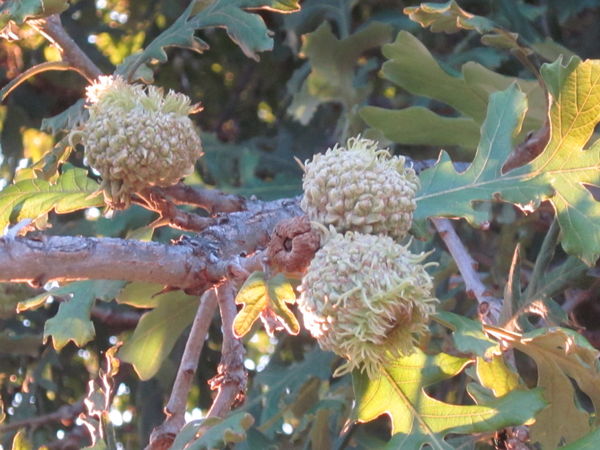 Acorns-Think these may be Burr Oak's (different th...