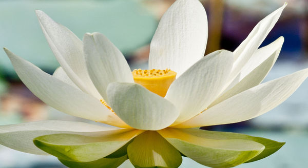 Lotus Flower 2...