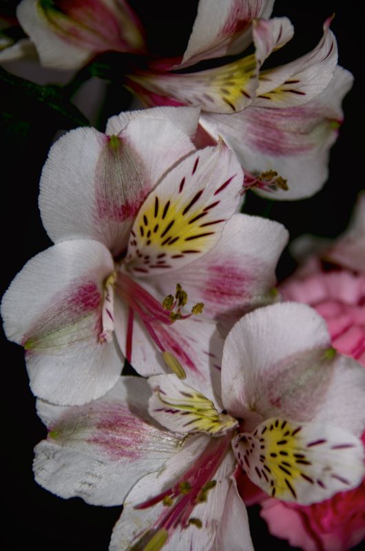 Flowers from Publix It's amazing how sometimes Publix has the greatest flowers for sale!