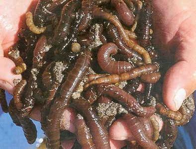 "Anyone hungry for Lugworms and mash?"...