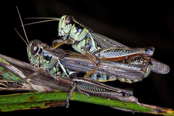 Mating Grasshoppers...