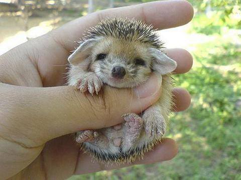 baby hedgehog...