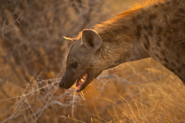 Namibian Hyena...