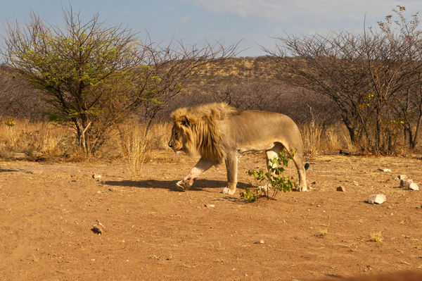 Namibian Lion...