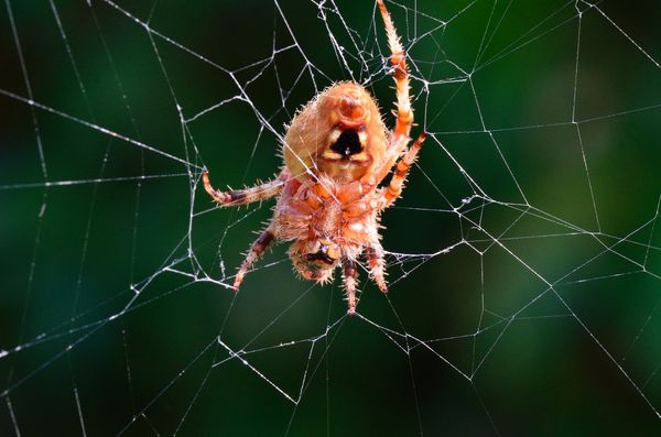 Pretty spider in his web...