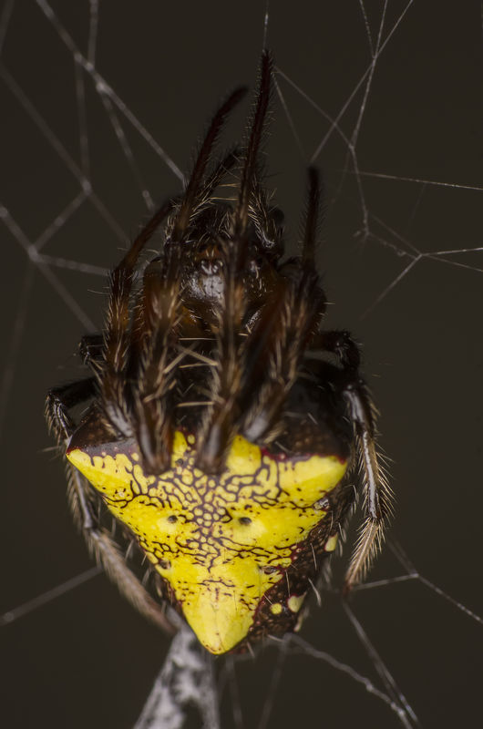 Female Arrowhead Orb Weaver (Verrucosa arenata)...