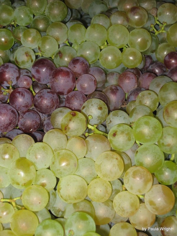 Grapes in Costa Rica...