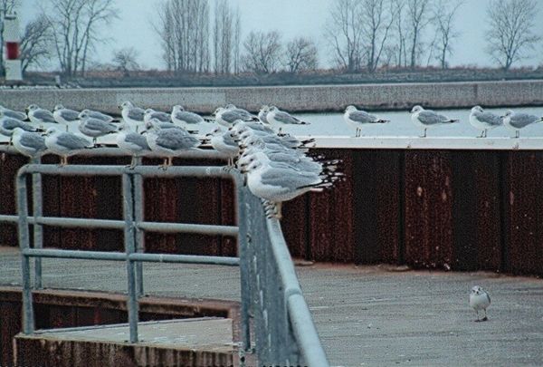 gulls at Fairport Harbor,Ohio...