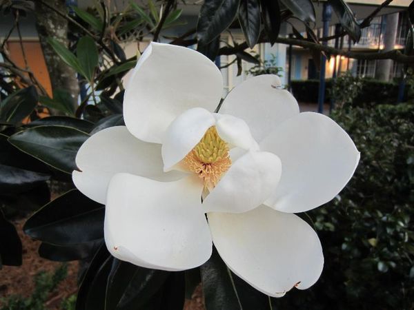 A very large magnolia, I believe....