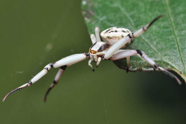 Whitebanded Crab Spider...