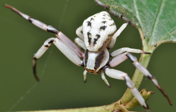 Whitebanded Crab Spider...