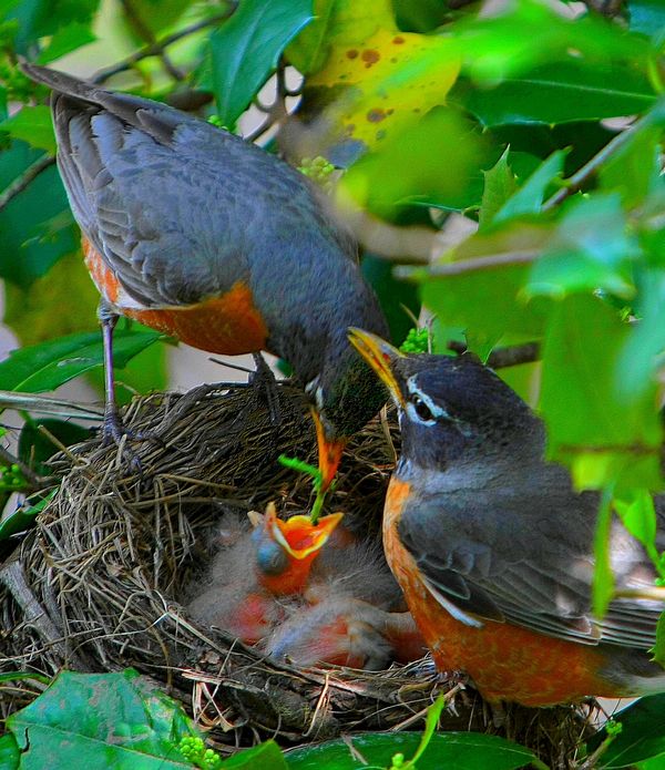 For Better or Worse Until Death Do Us Part.. A Robin Family For Better or Worse Until Death Do