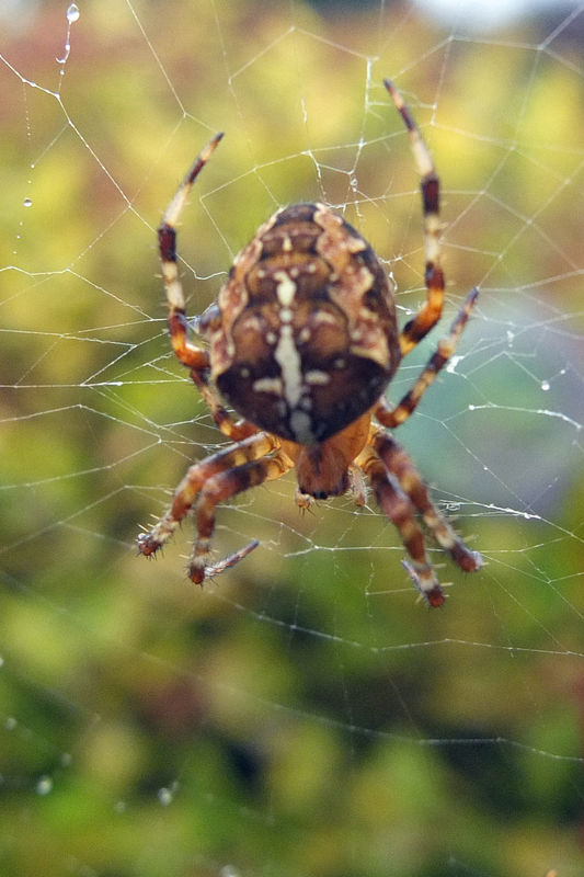 Garden spider, love the markings...