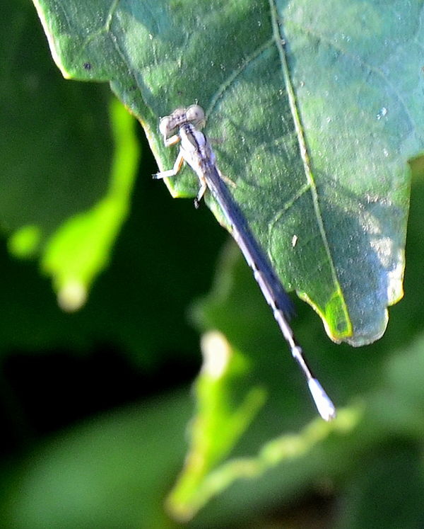 Some kind of long and clear winged bug...