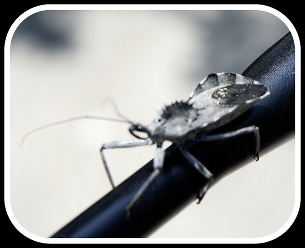 Wheel bug, watch out for that fang...