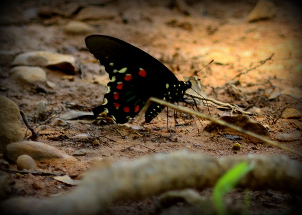 Swallowtail Butterfly...