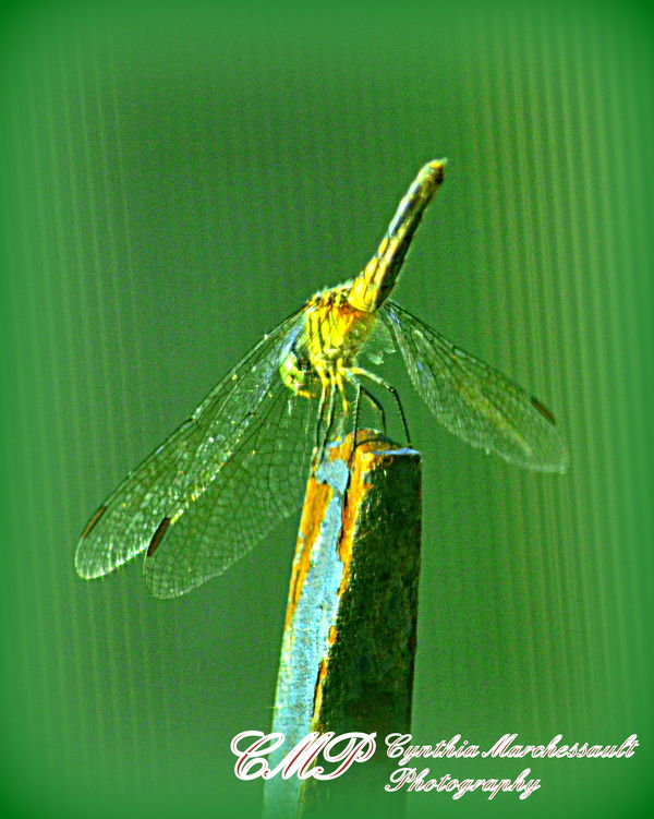 Dragonfly through screen on post...