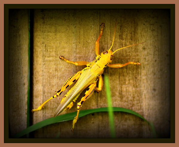 Grasshopper on fence...