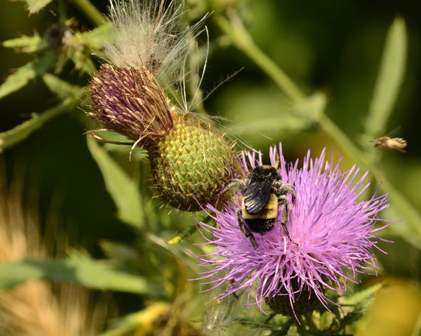 Honeybee and purple flower...