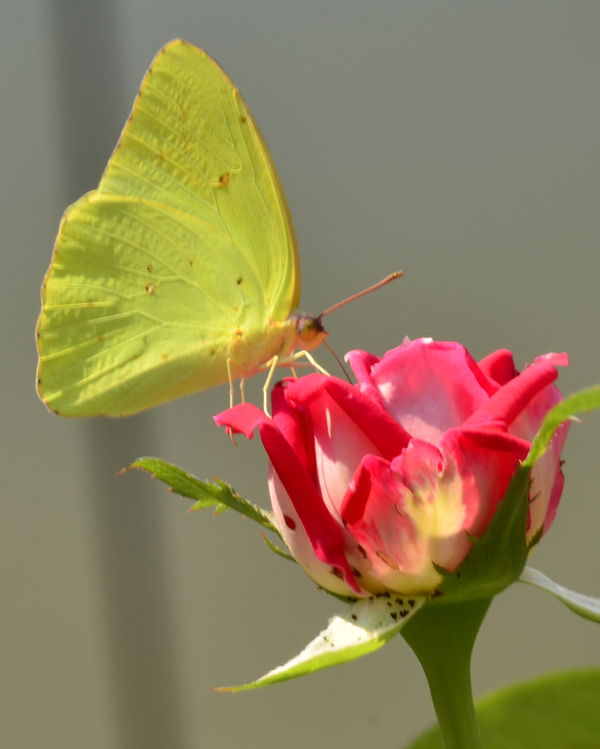A butterfly and a rose...