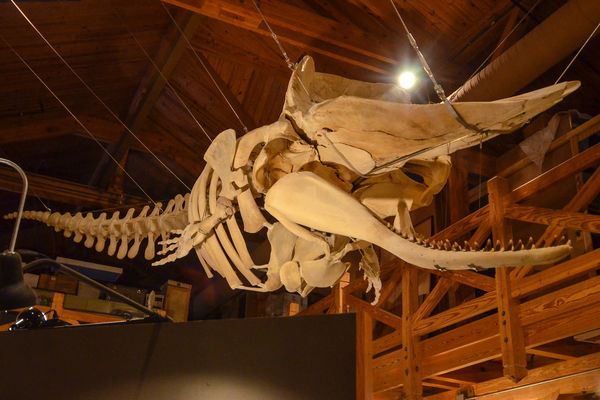 Beached whale skeleton...