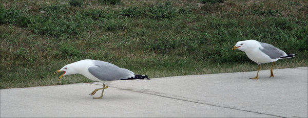 Hacked-off Herring Gulls patrolling their home tur...