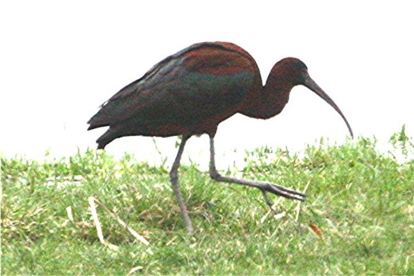 another Ibis...