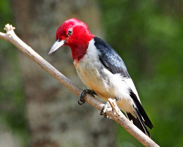 Red Headed Woodpecker...