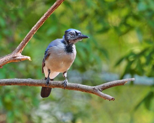 Blue Jay molting head feathers...
